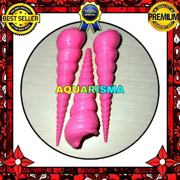 2 PCS CANGKANG KEONG CAE TURRITELLA TEREBRA LOLIPOP PINK GRADE A+