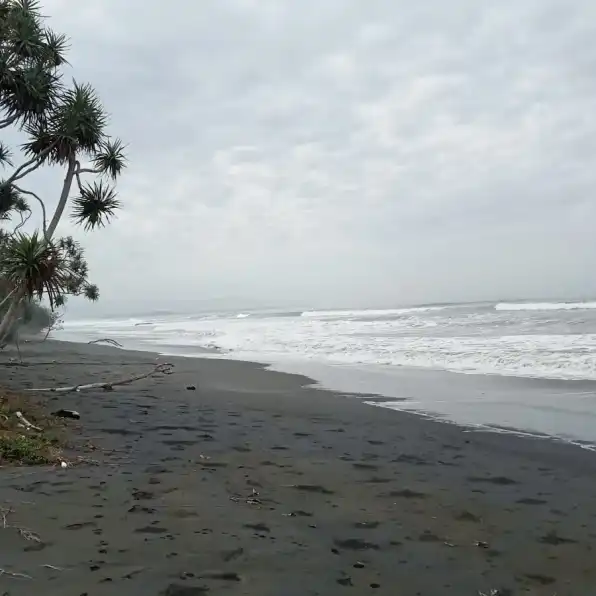 Dijual tanah 1,3 hektare pinggir pantai Penyaringan Mendoyo Jembrana Bali