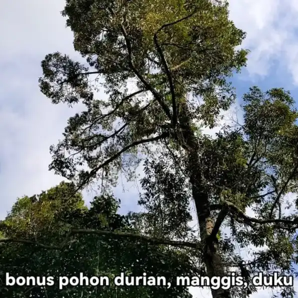 Dijual tanah ada mata air di Pupuan Tabanan Bali