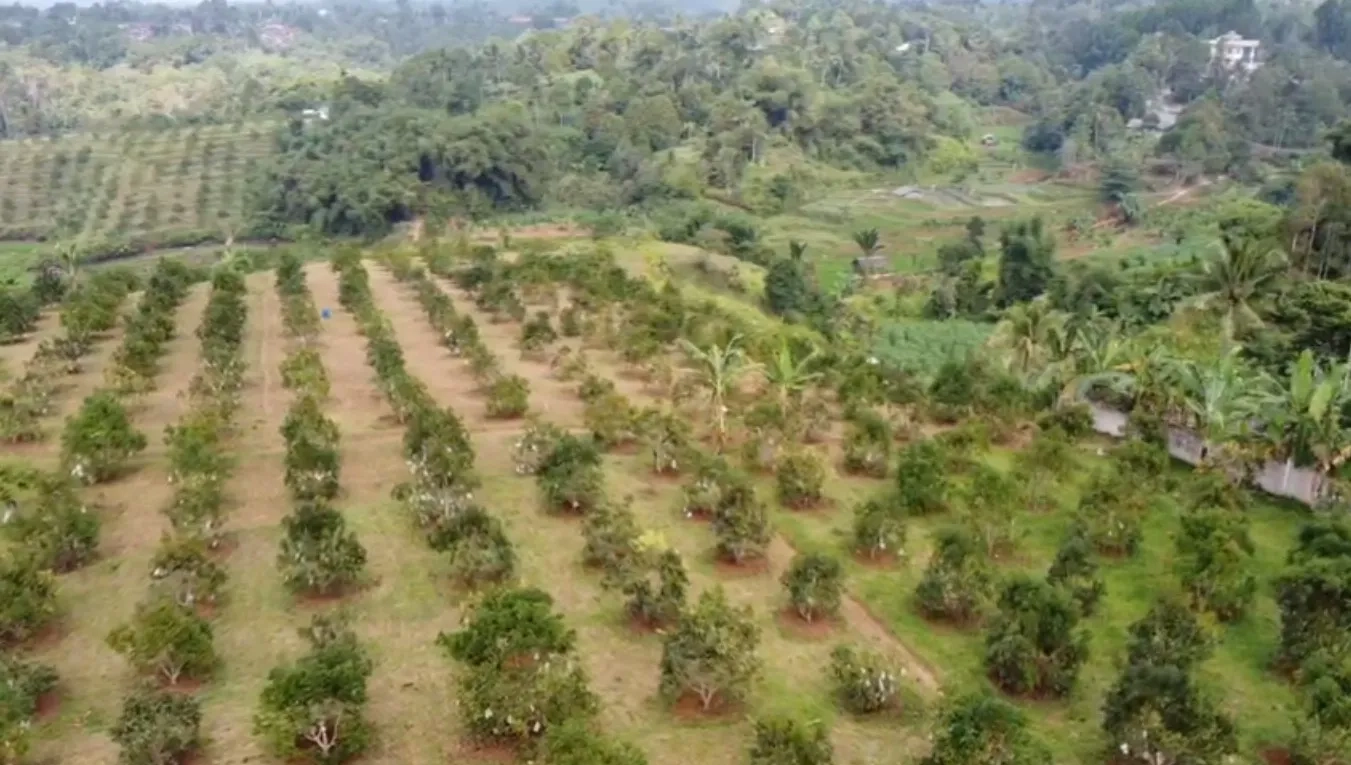 Tanah Kebun Alpukat Strategis Kawasan Gunung Endut Sukabumi