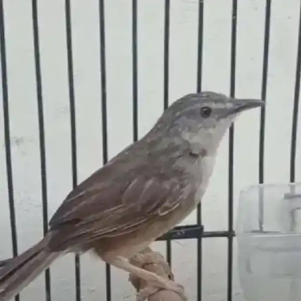 Burung Ciblek Gunung Jantan