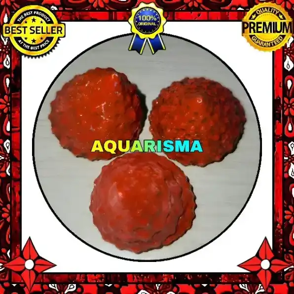 2 PCS CANGKANG KEONG KERUCUT TUMPENG PIRAMIDA RABUNAN PAGODA TECTUS MAURITIANUS MERAH GRADE A+