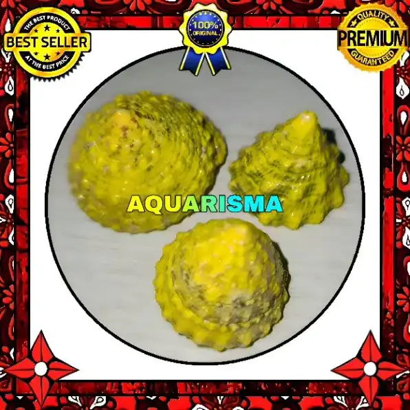 2 PCS CANGKANG KEONG KERUCUT TUMPENG PIRAMIDA RABUNAN PAGODA TECTUS MAURITIANUS KUNING GRADE A+