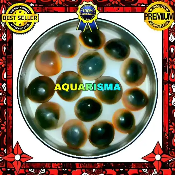 2 PCS CANGKANG KERANG TUTUP MATA LEMBU EYE ANNULUS GRADE A+