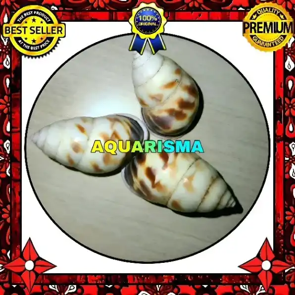 1 PCS CANGKANG KEONG BUTOTI AMPHIDROMUS PERVERSUS EMACIATUS GRADE A+