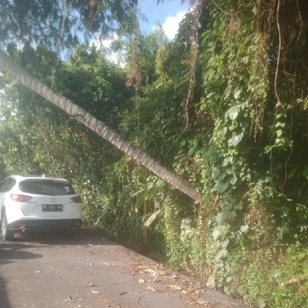 Dijual 1,225 Ha. Jl. Griya Mas Cepaka Tumbak Bayuh Pererenan Mengwi Badung