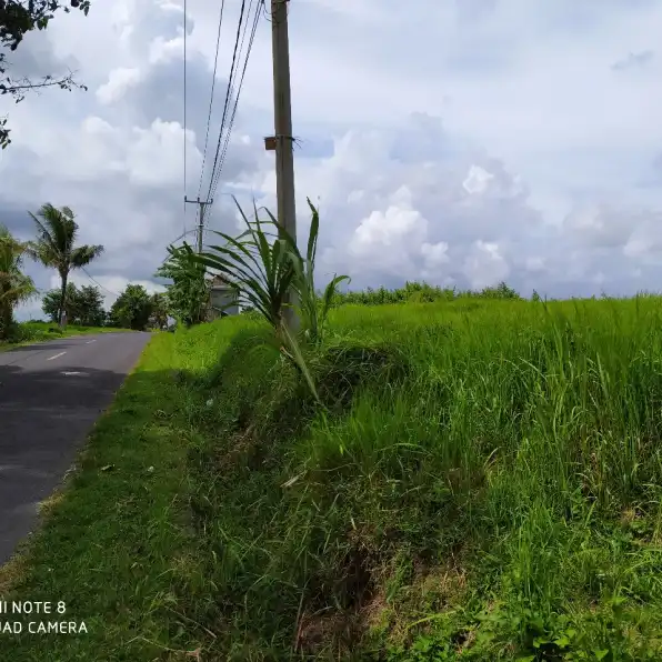 Disewakan tanah 2825 m2 di Kaba-Kaba Tabanan dkt Seseh,Munggu,Canggu