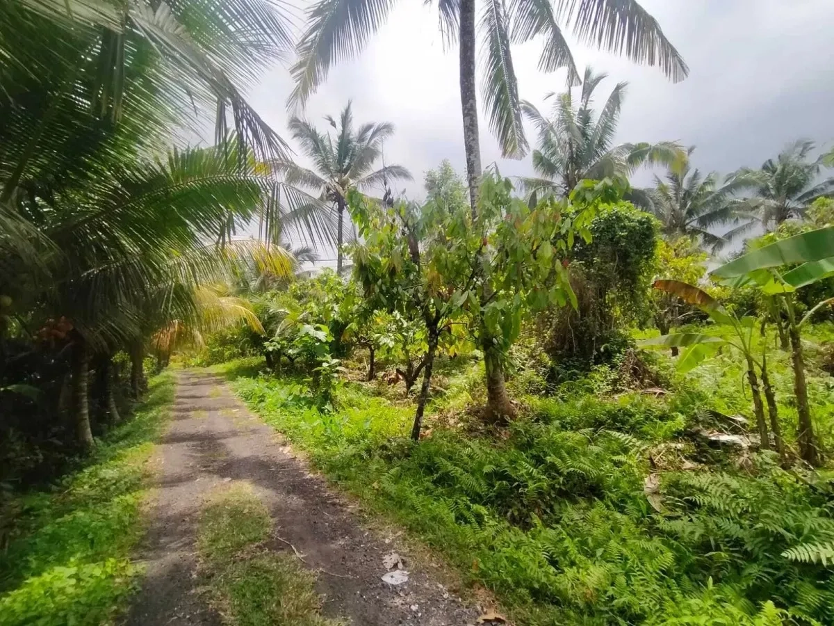 Jual Tanah Kebun Sangat Luas di Daerah Antosari Tabanan Bali