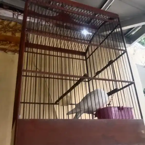 Burung puter putih mata merah + kandang