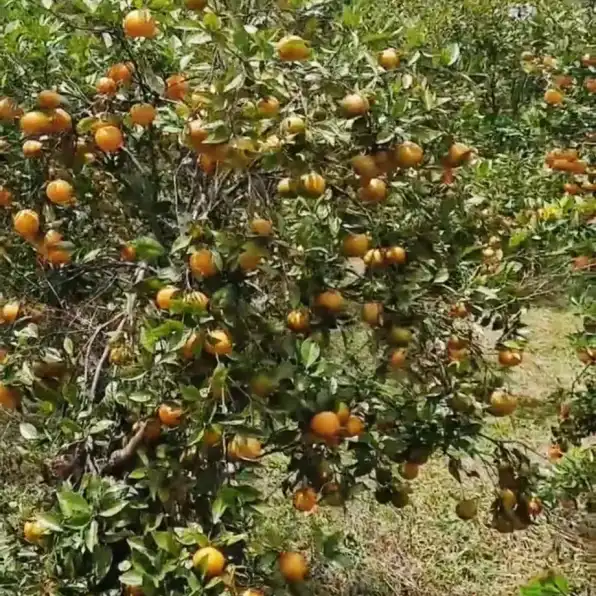 Jual Tanah Kebun Sangat Bagus di Kintamani Bangli Bali