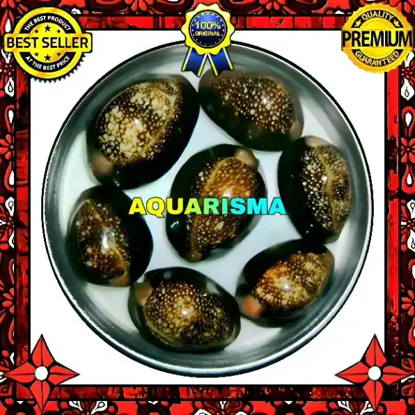 2 PCS CANGKANG KERANG MEDIUM COWRY CYPRAEA MONETARIA CAPUTSERPENTIS GRADE A+