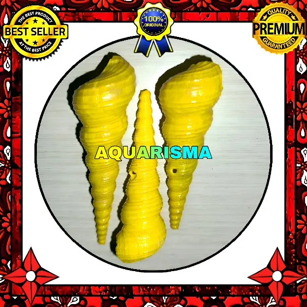 2 PCS CANGKANG KEONG CAE TURRITELLA TEREBRA LOLIPOP KUNING GRADE A+
