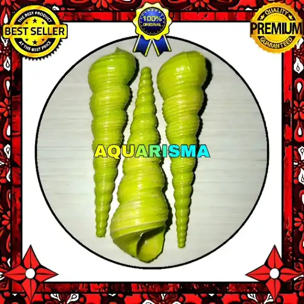 2 PCS CANGKANG KEONG CAE TURRITELLA TEREBRA LOLIPOP HIJAU GRADE A+