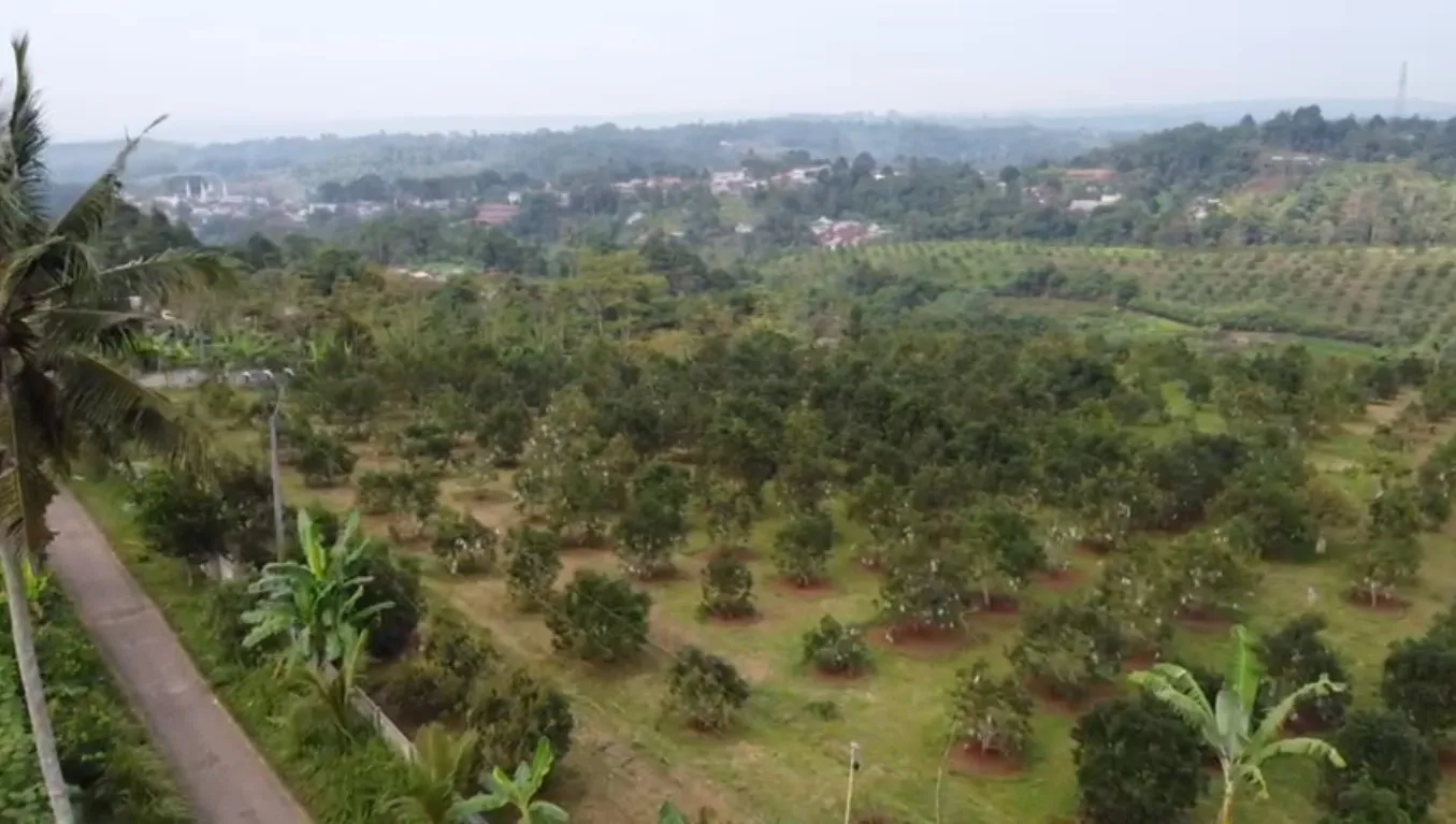 Tanah Kebun Alpukat Strategis Kawasan Gunung Endut Sukabumi