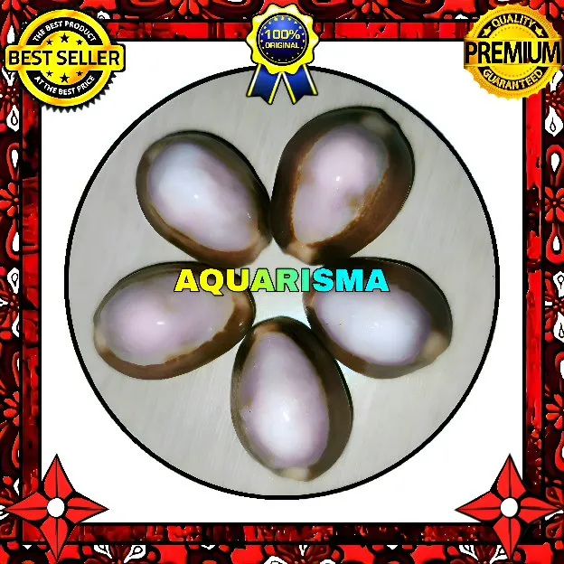 2 PCS CANGKANG KERANG COWRY CYPRAEA BROWN PURPLE MAGENTA POLISH GRADE A+