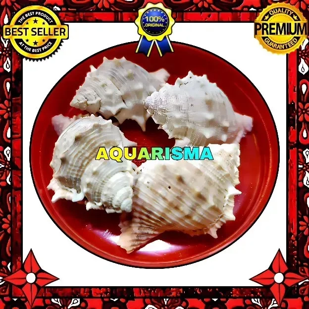 1 PCS CANGKANG KEONG CORAL BURSIDAE BUFONARIA RANA GRADE A+