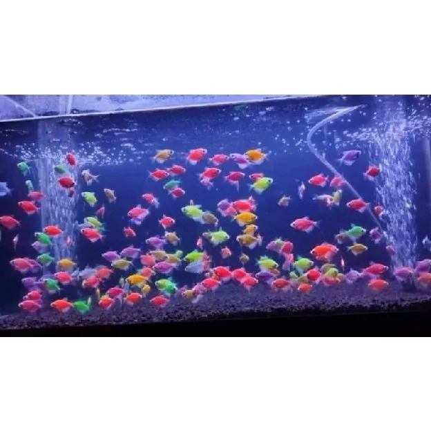 Glow Fish Warna-Warni