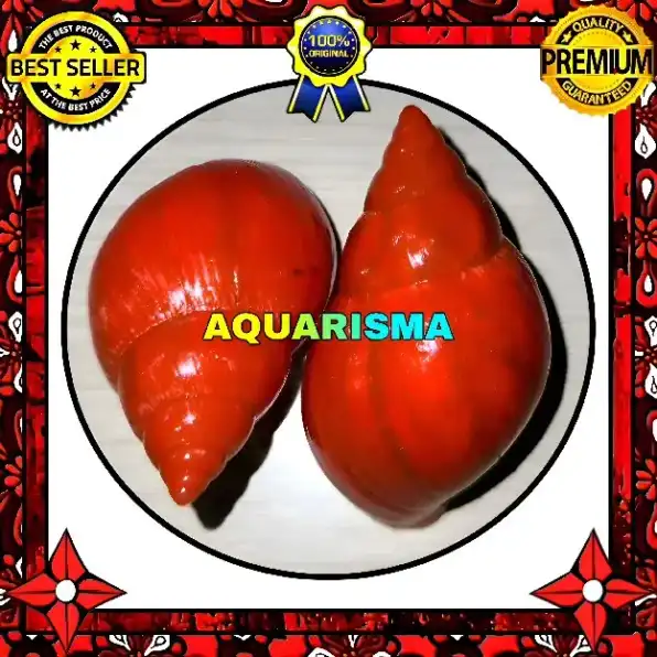 1 PCS CANGKANG KEONG ACHATINIDAE LISSACHATINA FULICA MERAH GRADE A+