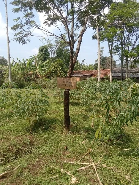 Tanah kebun