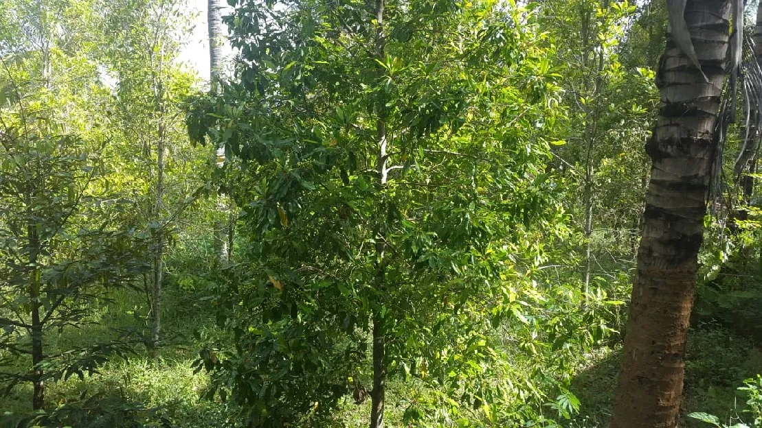 Kebun cengkeh aktif dan produktif area Kubutambahan Buleleng Bali 