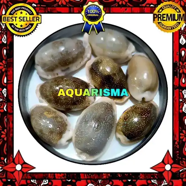 2 PCS CANGKANG KERANG COWRY CYPRAEA NARIA EROSA POLISH GRADE A+