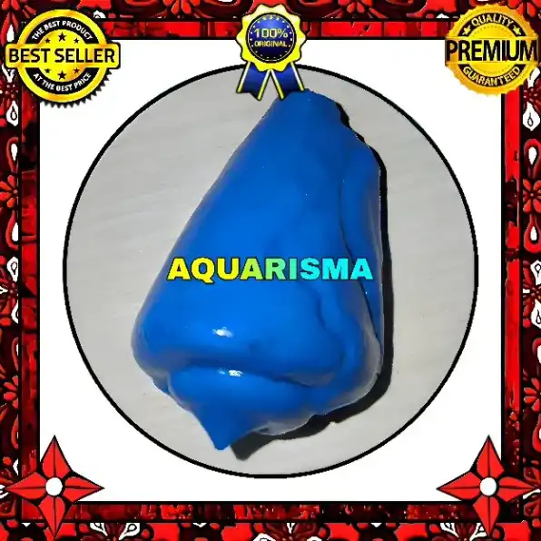 1 PCS CANGKANG KERANG STROMBUS CONOMUREX LUHUANUS CONCH BIRU GRADE A+