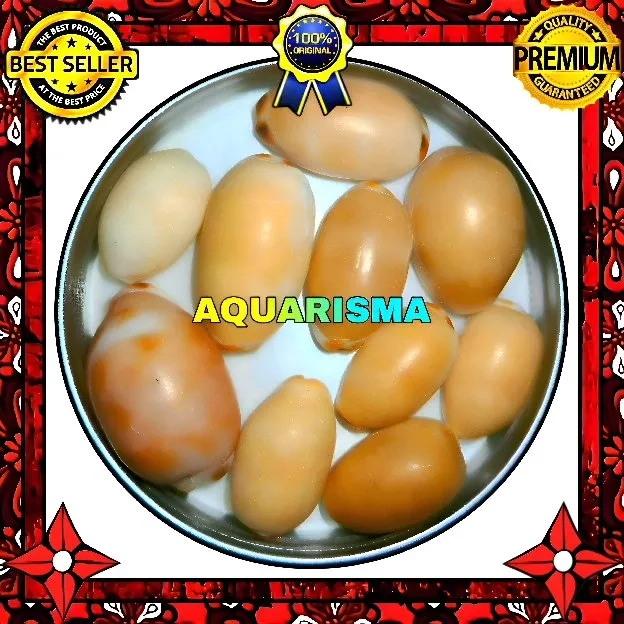 7 PCS CANGKANG KERANG COWRY CYPRAEA CARAMELO PIGMEN RARE GRADE A+