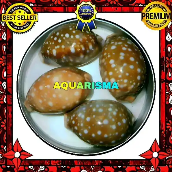 1 PCS CANGKANG KERANG MEDIUM COWRY CYPRAEA LYNCINA VITELLUS GRADE A+