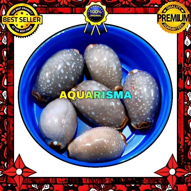 1 PCS CANGKANG KERANG MINI COWRY CYPRAEA STAPHYLAEA GRADE A+