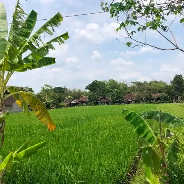 Tanah Sawah Zona Kuning Utara Jalan Solo Tawangmangu 