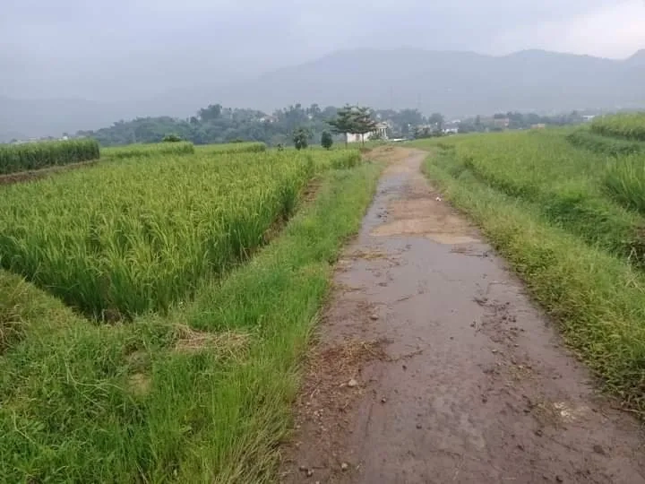 TANAH SAWAH PRODUKTIF PINGGIR JALAN 