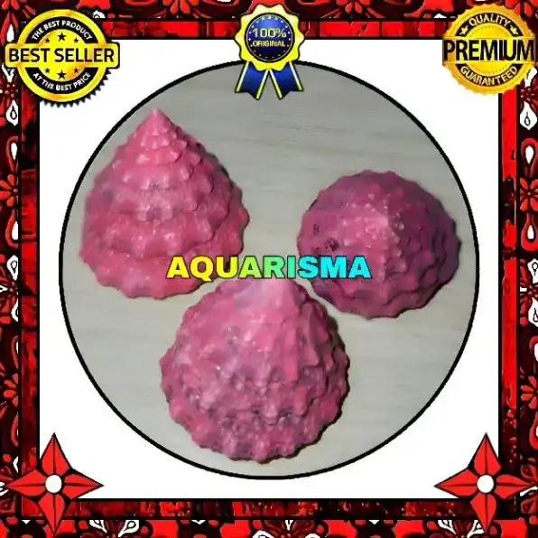 2 PCS CANGKANG KEONG KERUCUT TUMPENG PIRAMIDA RABUNAN PAGODA TECTUS MAURITIANUS PINK GRADE A+