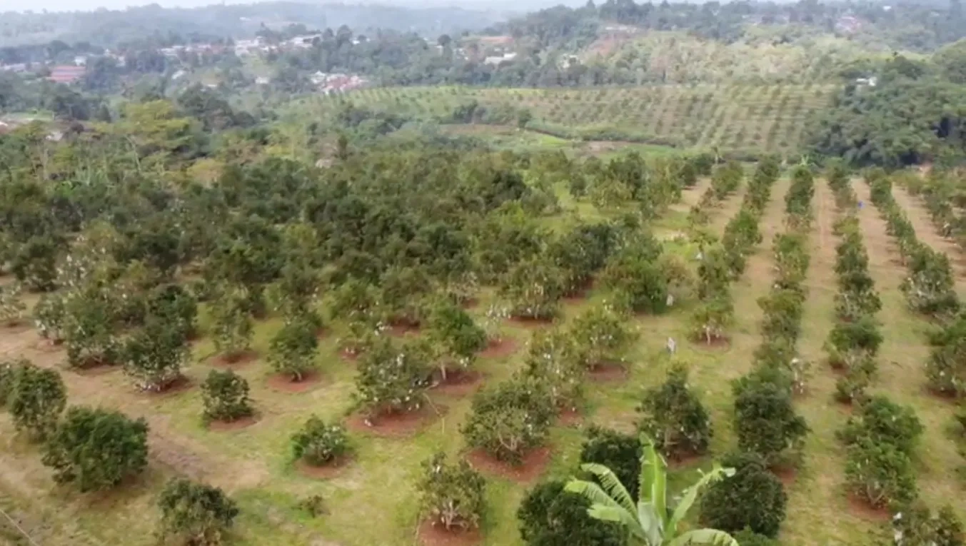 Tanah Kebun Alpukat Strategis Kawasan Gunung Endut Sukabumi