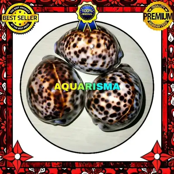 1 PCS CANGKANG KERANG GIGA COWRY CYPRAEA TIGRIS KUWUK MACAN GRADE A+