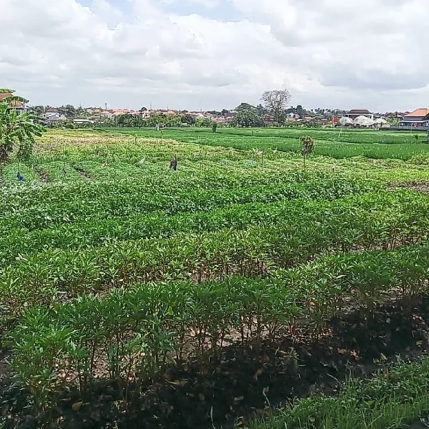 Dijual 79,01 are, Perumahan Nuansa Ring Nangka, Jl. Antasura Peguyangan Kangin Denpasar