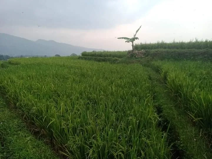 TANAH SAWAH PRODUKTIF PINGGIR JALAN 