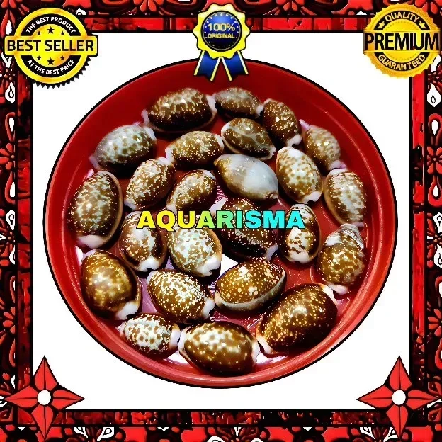 6 PCS CANGKANG KERANG COWRY CYPRAEA EROSARIA HELVOLA GRADE A+