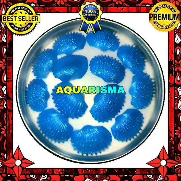 4 PCS CANGKANG KERANG DARA BIRU BIVALVIA ANADARA GRANOSA GRADE A+