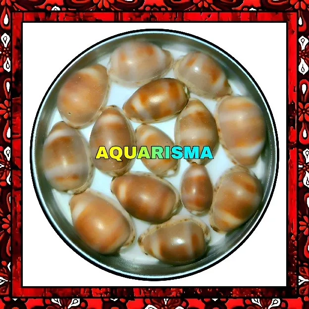 9 PCS CANGKANG KERANG COWRY CYPRAEA BROWN LEOPOLDY ANNULUS GRADE A+