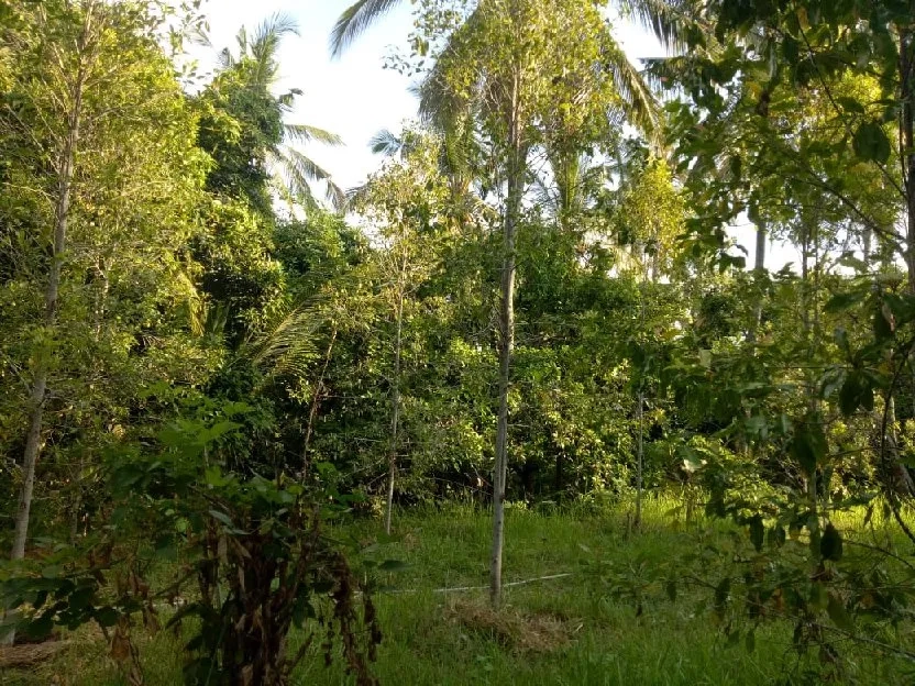 Kebun cengkeh aktif dan produktif area Kubutambahan Buleleng Bali 