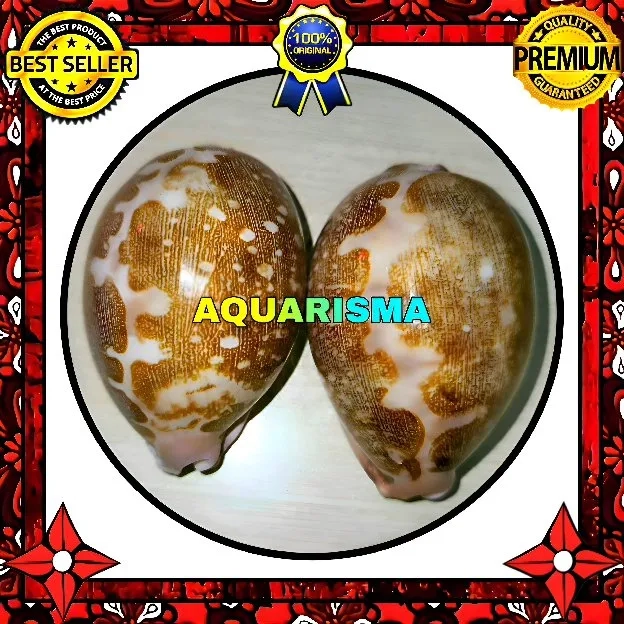 1 PCS CANGKANG KERANG BIG COWRY CYPRAEA LEPORICYPRAEA MAPPA GRADE A+