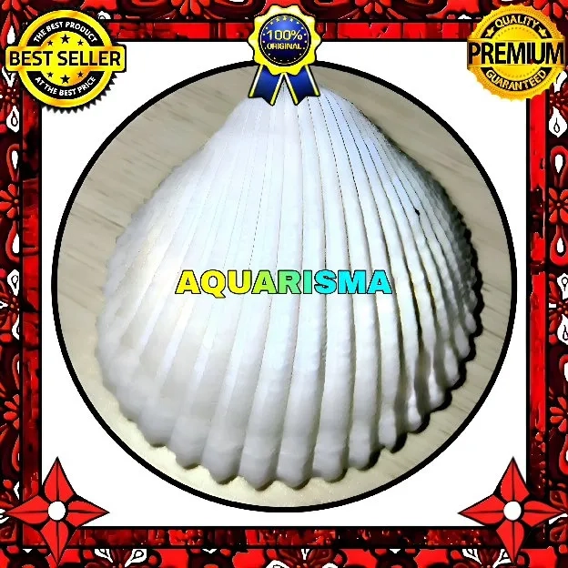 5 PCS CANGKANG KERANG JUMBO BIVALVIA ACROSTERIGMA MAGNUM PUTIH GRADE A+