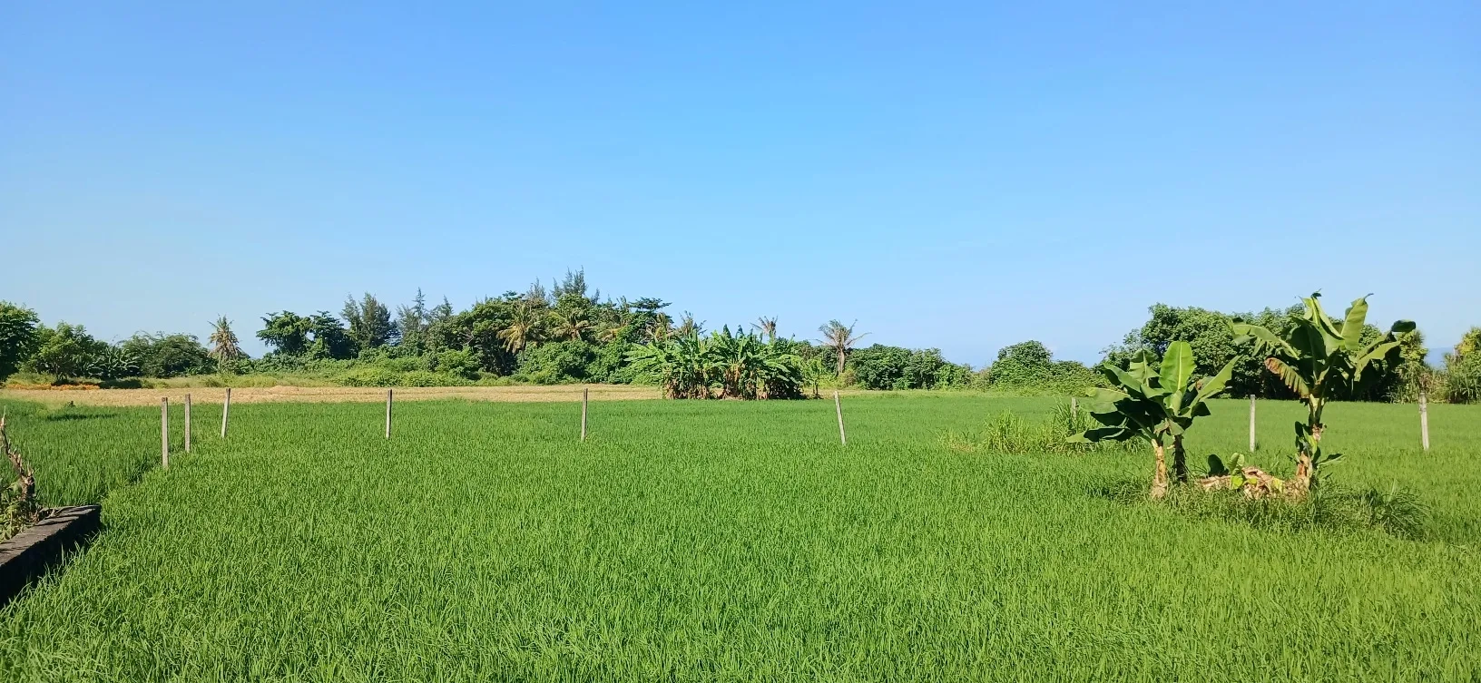 Disewakan tanah los pantai 50 are jl Ida Bagus Mantra Lebih Gianyar Bali