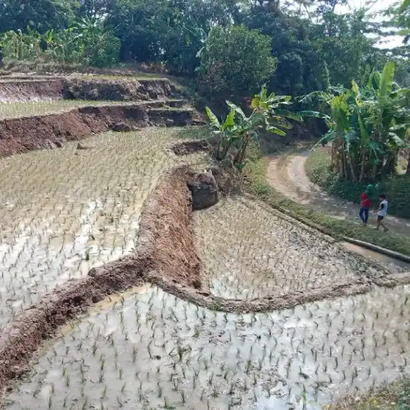 tanah sawah