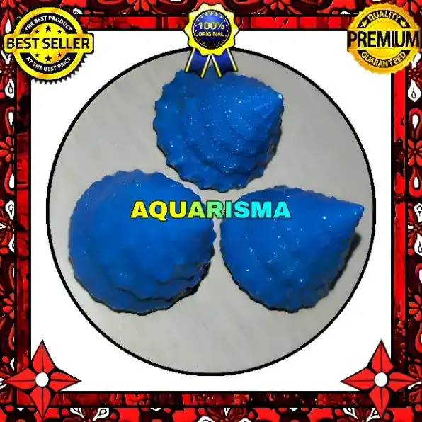 2 PCS CANGKANG KEONG KERUCUT TUMPENG PIRAMIDA RABUNAN PAGODA TECTUS MAURITIANUS BIRU GRADE A+