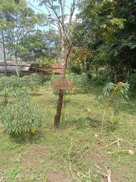 Tanah kebun