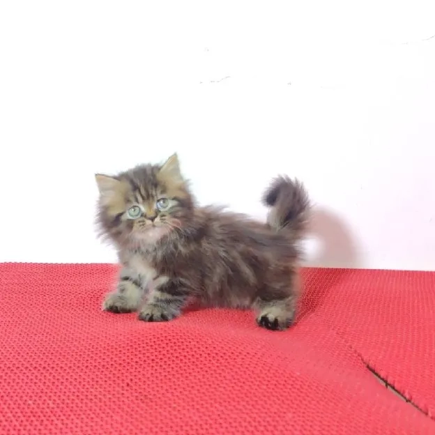 kucing munhckin cebol longhair jantan