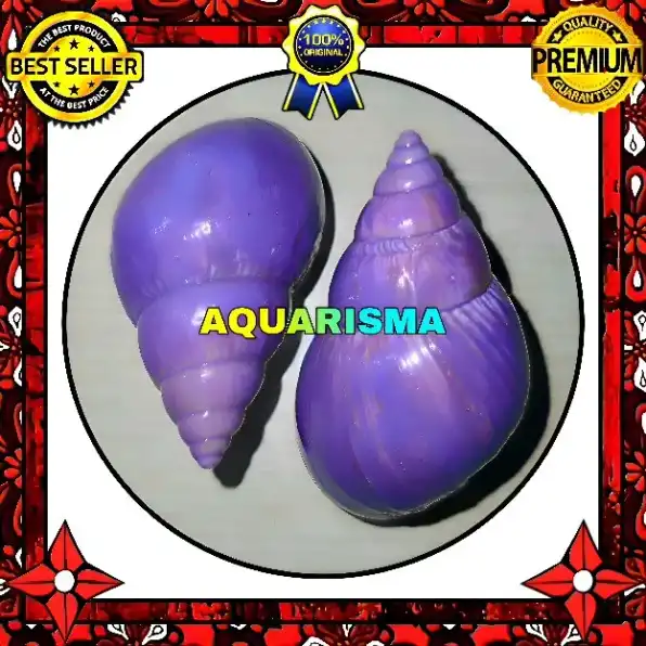 1 PCS CANGKANG KEONG ACHATINIDAE LISSACHATINA FULICA UNGU GRADE A+