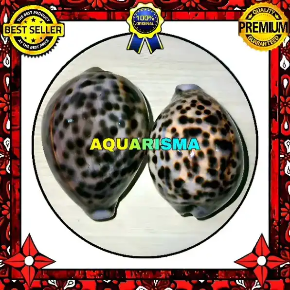 1 PCS CANGKANG KERANG BIG COWRY CYPRAEA TIGRIS KUWUK MACAN XANTIC GRADE A+