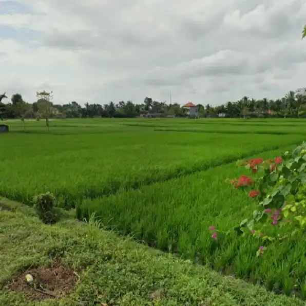 Dikontrakan 26,5 are, Jl. Desa Nyambu Kaba Kaba Kediri Tabanan